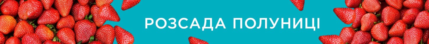 Розсада полуниці! Розсада полуниці!